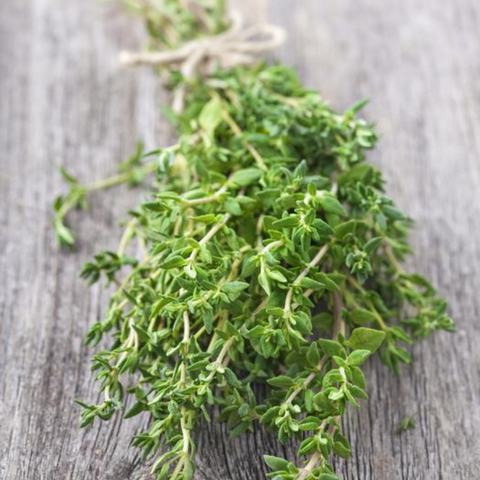 Herbs, Thyme - Thymus Vulgaris