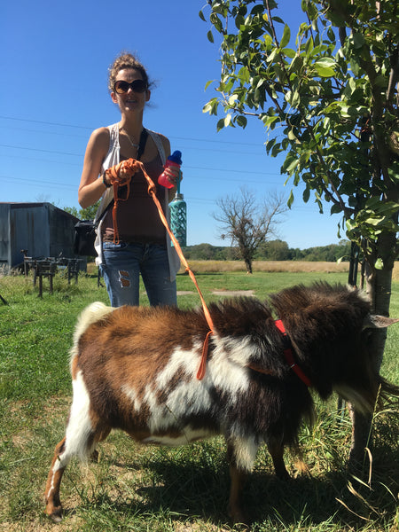 Goat Walking - Tuesday, October 22nd, 12:45 pm to 1:45 pm