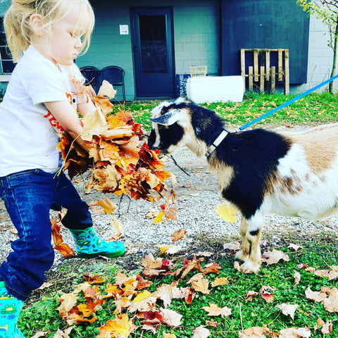 Goat Walking - Saturday, October 4th, 3:30 pm to 4:30 pm