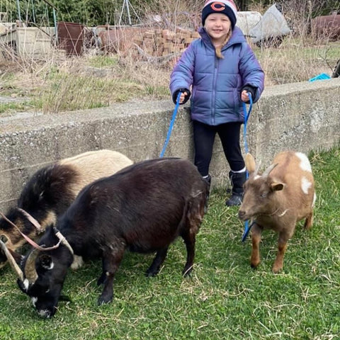 Goat Walking - Fun Activity + Education:  Wednesday, September 17th, 1:00 - 2:00 pm