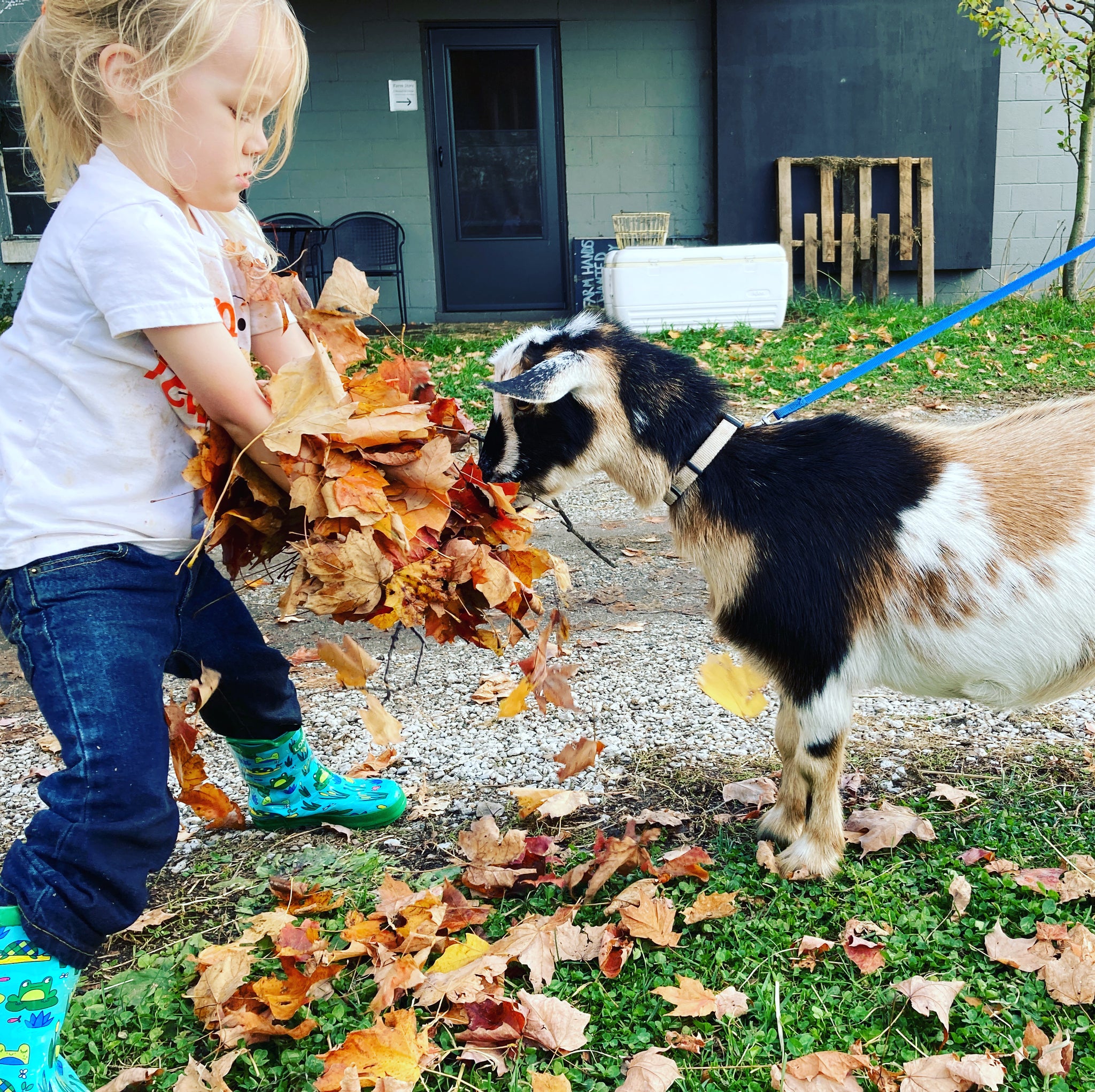 Goat Walking - Tuesday, October 22nd, 12:45 pm to 1:45 pm