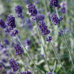 Herbs, Lavender - Lavandula Angustifolia