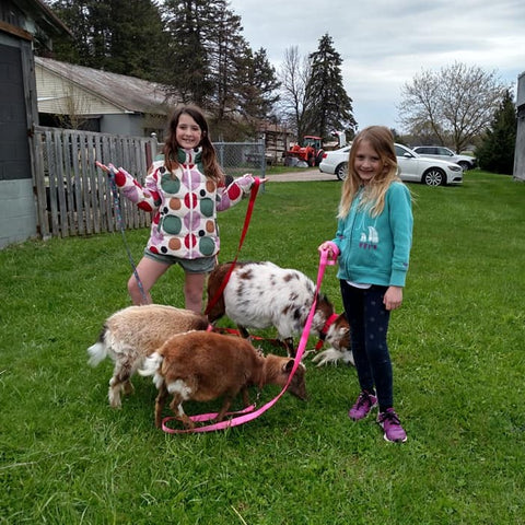 Goat Walking - Tuesday, April 30th, 3:30 pm to 4:30 pm