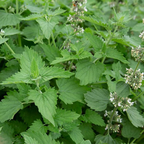 Herb, Cat Nip - Nepeta cataria