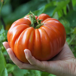 Vegetables, Tomato (Slicing), Mortgage Lifter - Solanum Lycopersicum