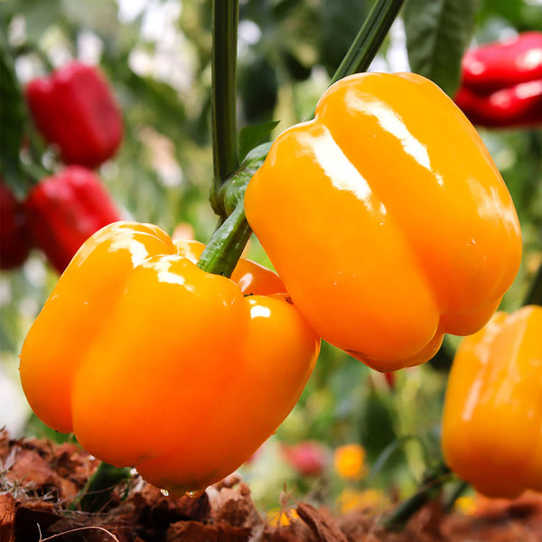 Yellow peppers hanging on a plant with blurred red peppers in the background