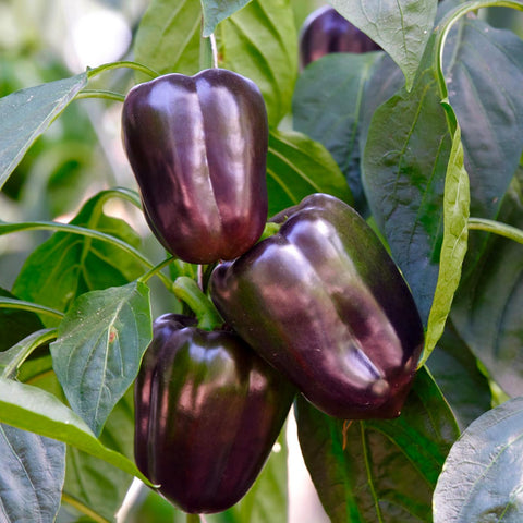 purple-beauty-pepper-image