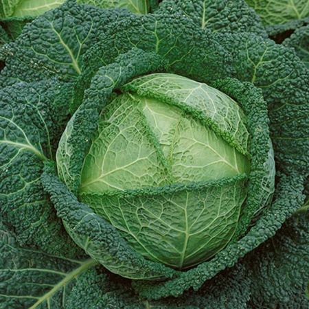 cabbage- image