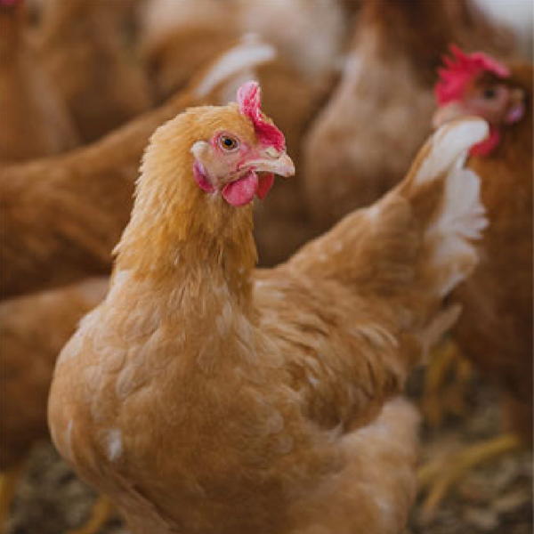 certified organic chicken breasts