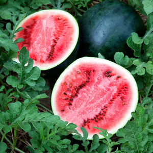 Watermelon, Sugar Baby Red and Pink - Citrullus lanatus