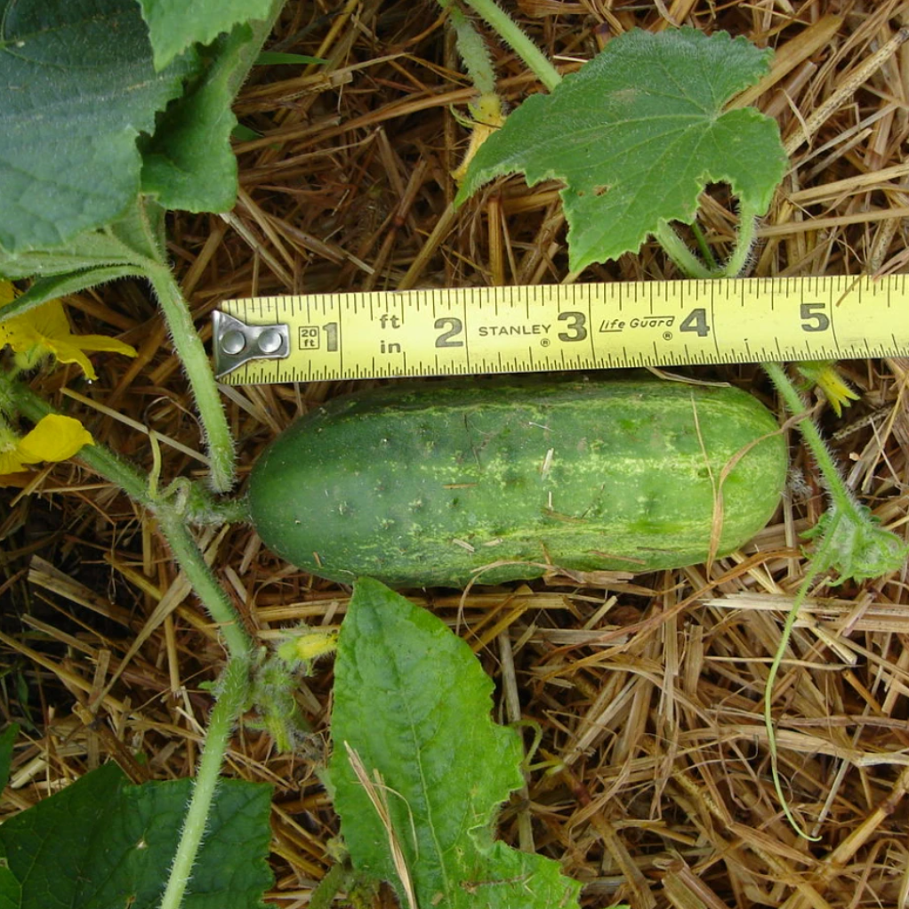 Vegetable, Cucumber (Pickling), Cross Country - Cucumis Sativus