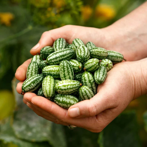 Vegetable, Cucumber, Mexican Sour Gherkin - Melothria scabra