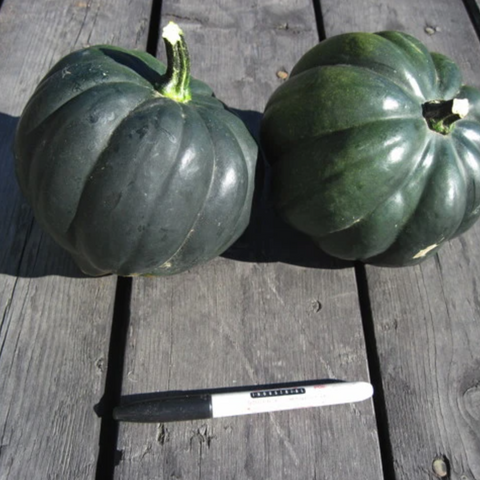 Vegetables: Squash, Winter, Acorn, Sweet Reba - Cucurbita pepo