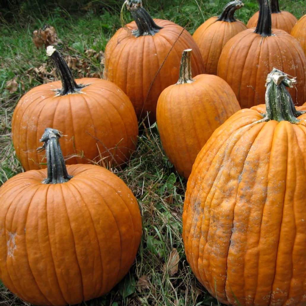 Vegetables: Squash, Winter, Pumpkin, Howden - Cucurbita pepo