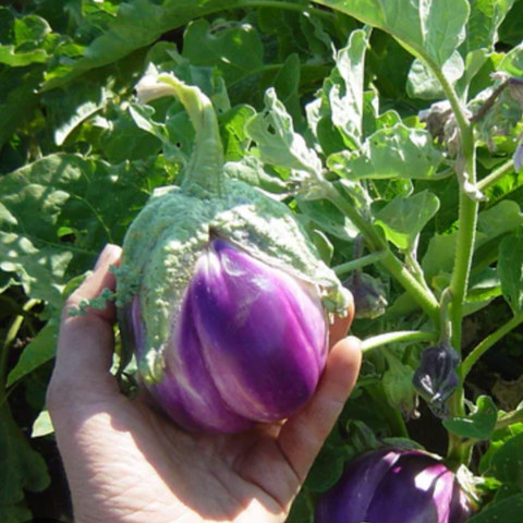 Eggplant, Rosa Bianca - Solanum Melongena