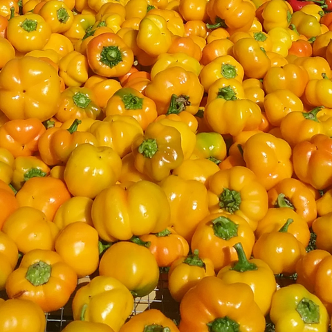 Vegetables: Peppers (Sweet), Tangerine Pimiento - Capsicum Annuum