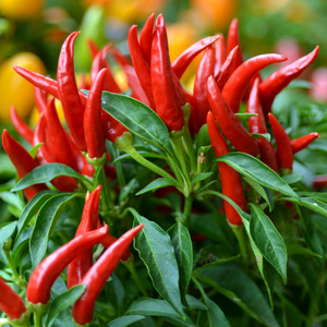 Peppers (Chili), Thai Hot - Capsicum Annuum