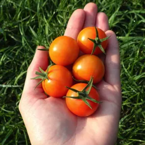 Vegetables: Tomato (Cherry), Sun Gold - Solanum Lycopersicum