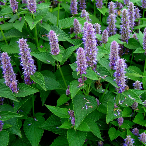 Herbs, Hyssop - Hyssopus officinalis