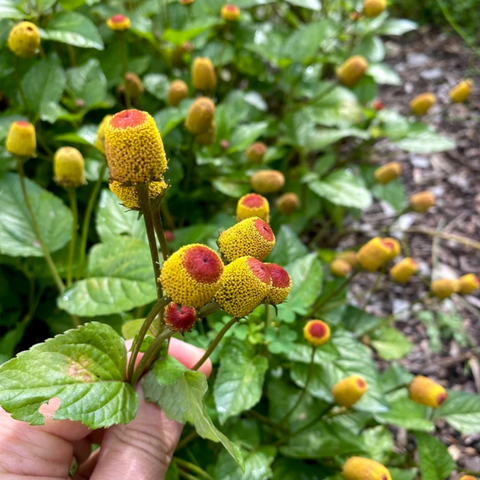 2025 Herbs, Spilanthes - Spilanthes oleracea