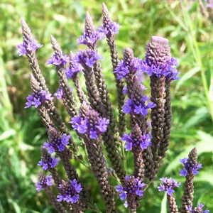 Herbs, Vervain, Blue -  Verbena hastata