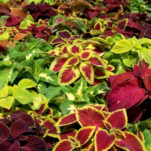 Flower, Coleus, Wizard - Plectranthus scutellarioides