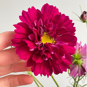 Flower, Cosmos, Cranberries Double Click  - Cosmos bipinnatus