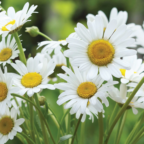 Flower, Daisy, Alaska Strain - Leucanthemum x superbum