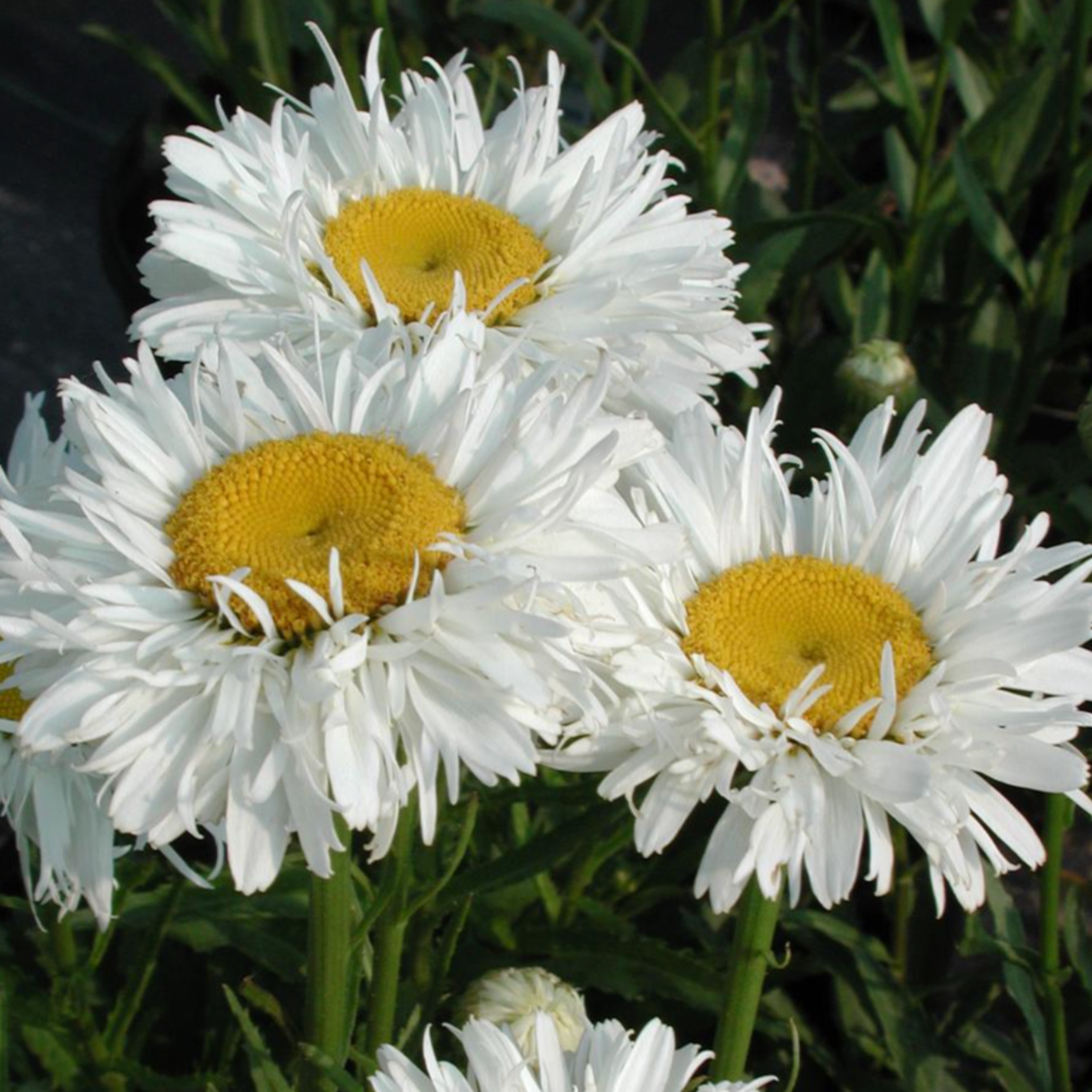 Flower, Daisy, Crazy - Leucanthemum x superbum