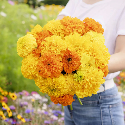 Flower, Marigold Crackerjack Mix African, Tagetes erecta