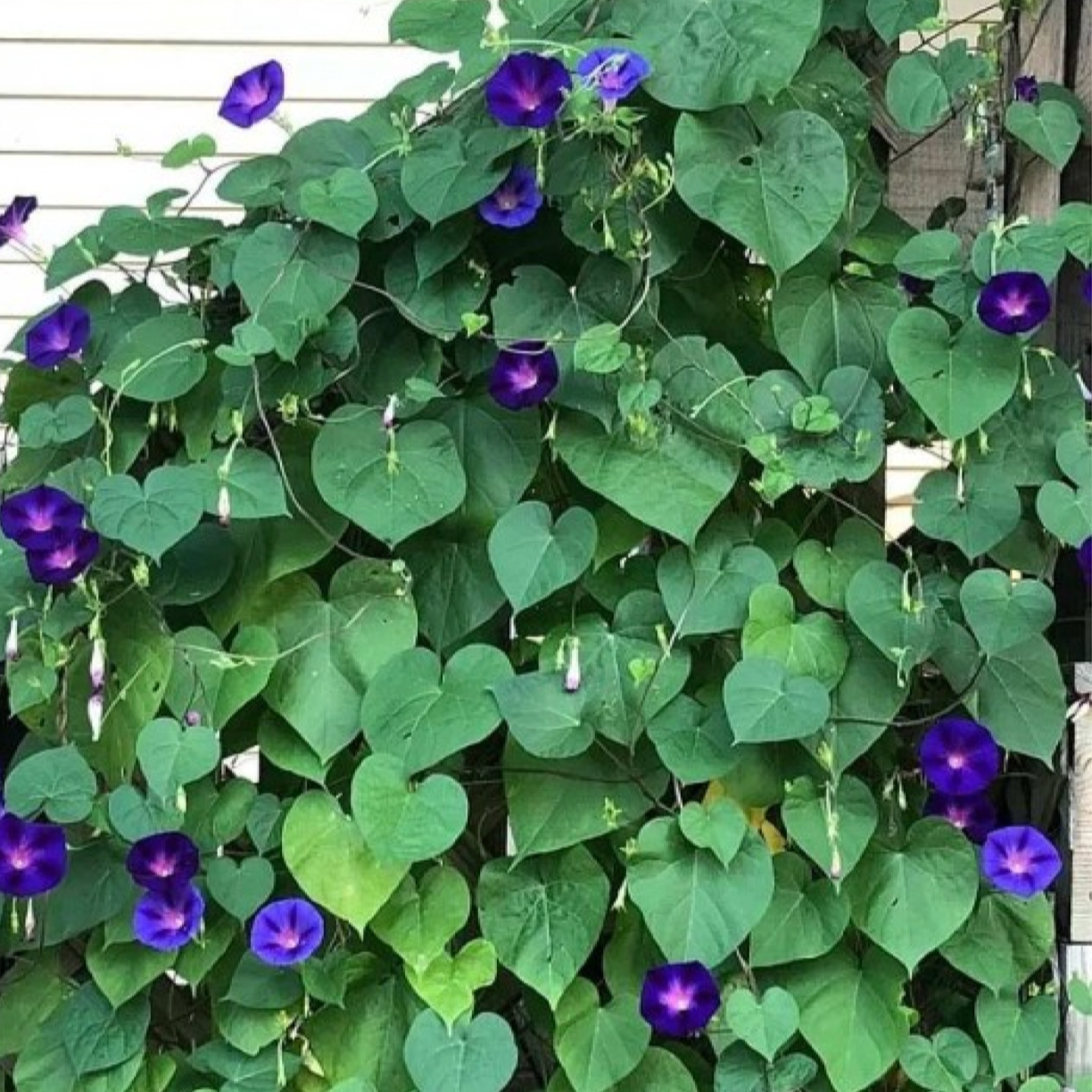 Flower, Morning Glory, Grandpa Ott’s - Lpomoea Purpurea