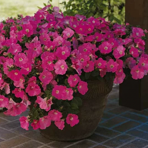 Flower, Petunia, Wave Purple Classic - Petunia x hybrida