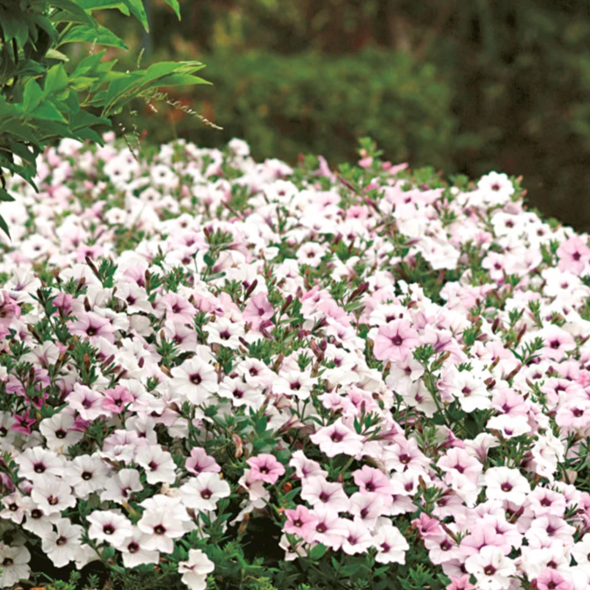 Flower, Petunia, Wave Tidal Silver - Petunia x hybrida