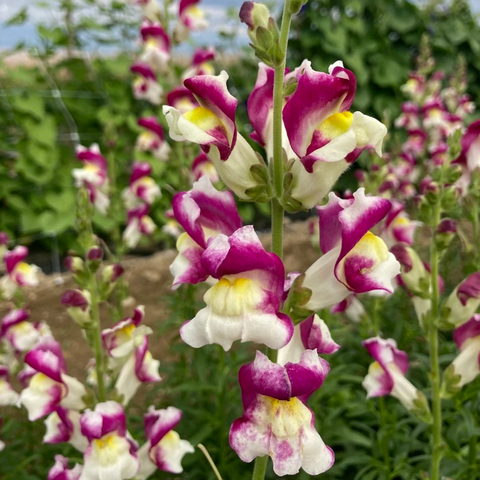 Flower, Snapdragon, Cherry Twist - Antirrhinum majus