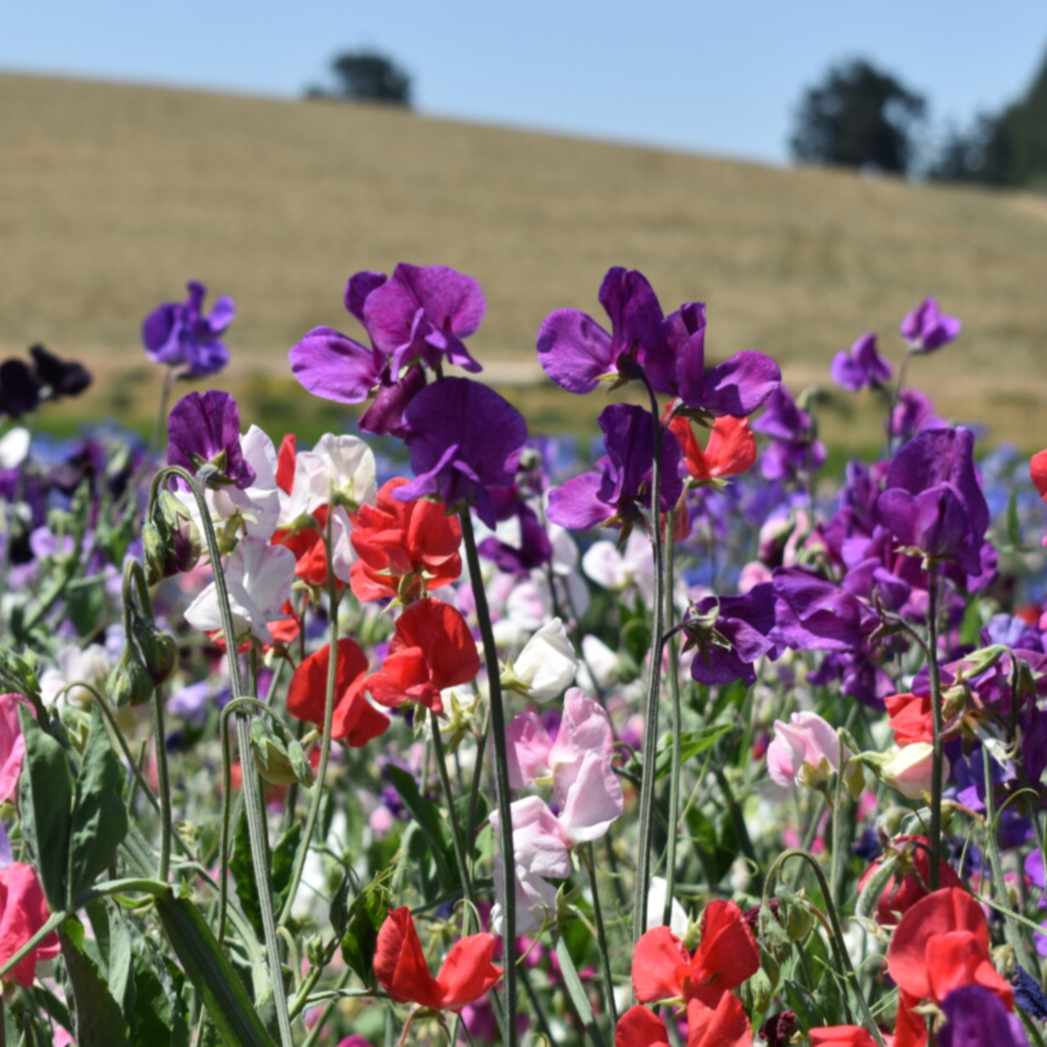 Flower, Sweet Pea, Knee-High Mix - Lathyrus odoratus