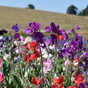 Flower, Sweet Pea, Knee-High Mix - Lathyrus odoratus