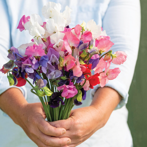 Flower, Sweet Pea, Mammoth Mix - Lathyrus odoratus