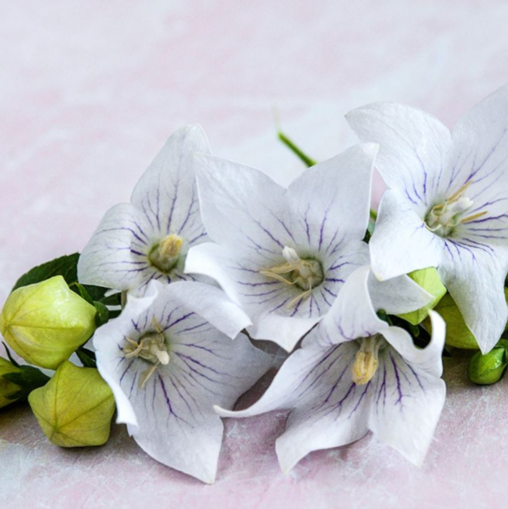 Flower, Balloon Flower, Fairy Snow - Platycodon grandiflorus apoyama