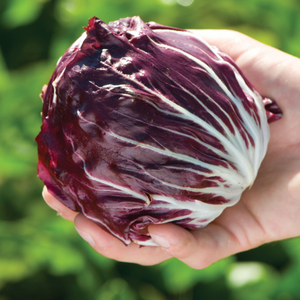 Radicchio, Chioggia - Cichorium intybus var. foliosum