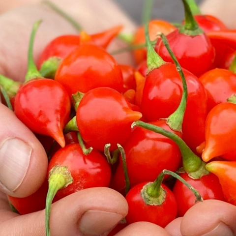 Peppers (Chili), Biquinho Red - Capsicum chinense