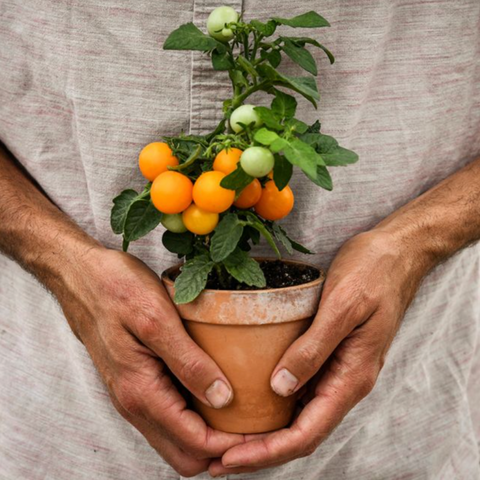 Vegetables: Tomato (Cherry), Orange Hat - Solanum Lycopersicum