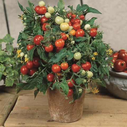 Vegetables: Tomato (Cherry), Micro Tom - Solanum Lycopersicum