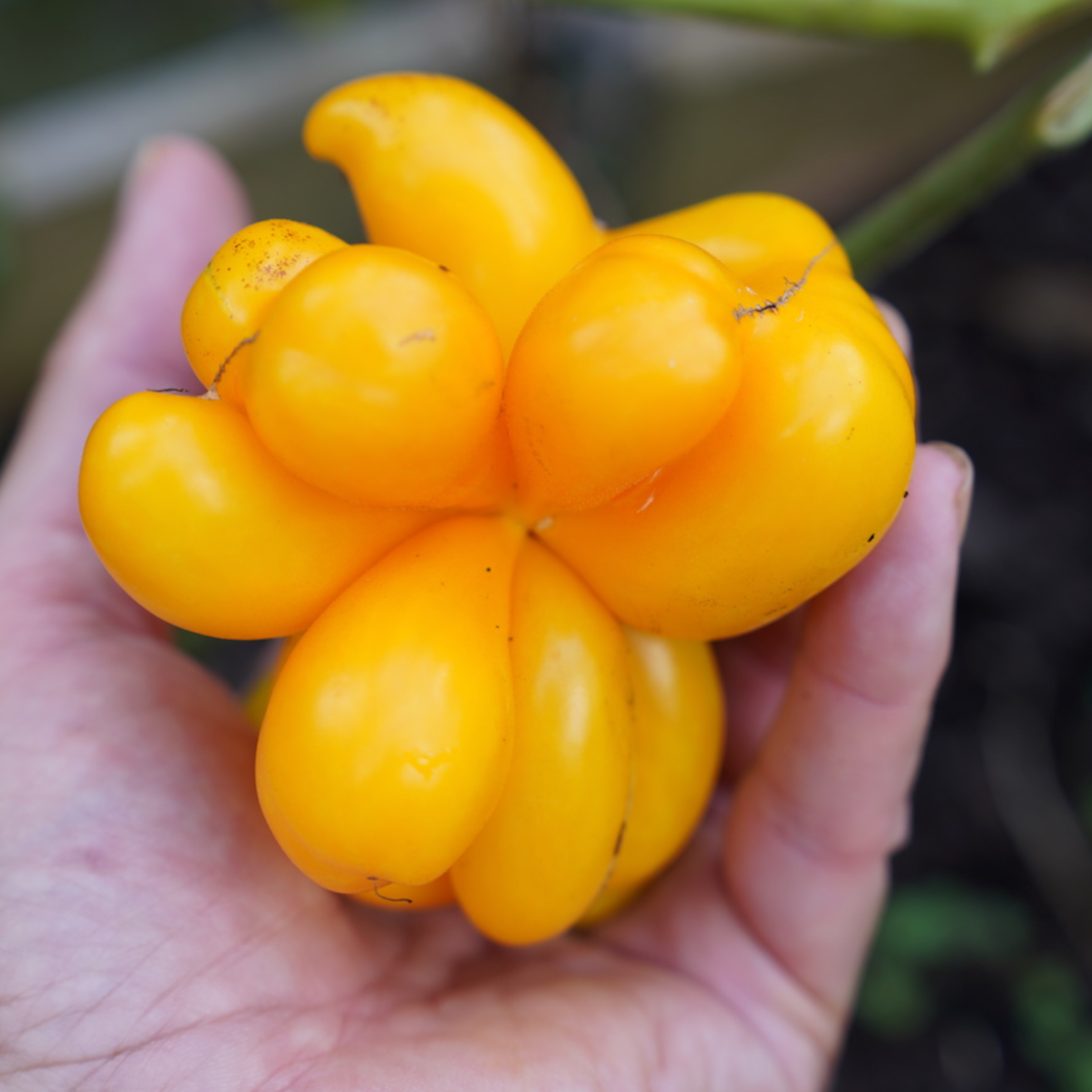 Vegetables: Tomato (Slicing), Phil's One - Solanum Lycopersicum