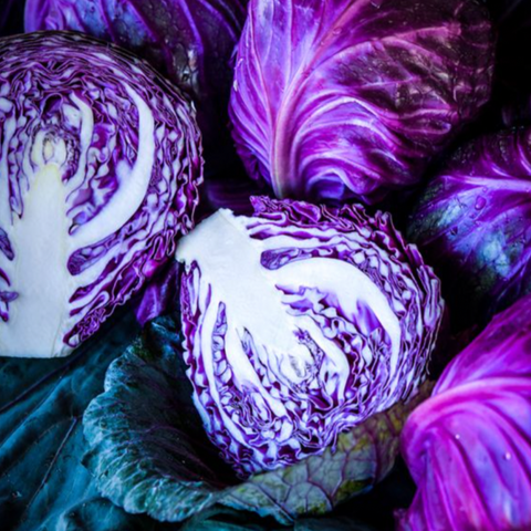 Cabbage, Tete - Brassica oleracea