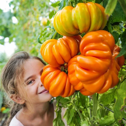 Vegetables: Tomato (Slicing), Orange Accordion- Solanum Lycopersicum