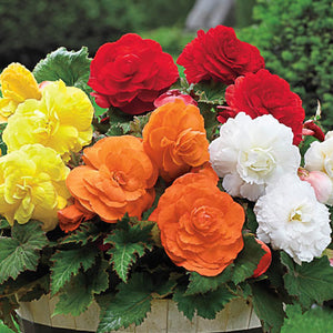 begonias- image