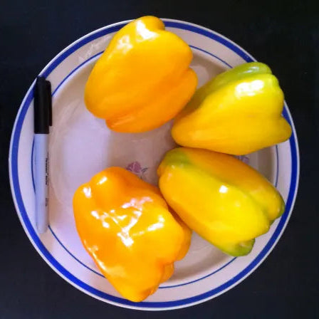 Four yellow bell peppers on a white plate with blue rim against a black background