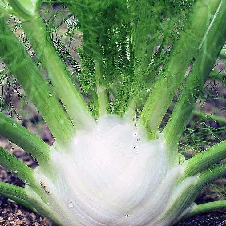 fennel- image