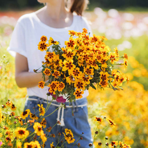 Flower, Marigold, French - Danity Marietta