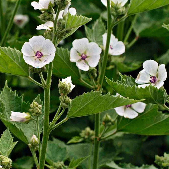 Herbs, Marshmallow - Althaea officinalis